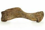 Hadrosaur (Brachylophosaurus?) Humerus - Judith River Formation #288083-3